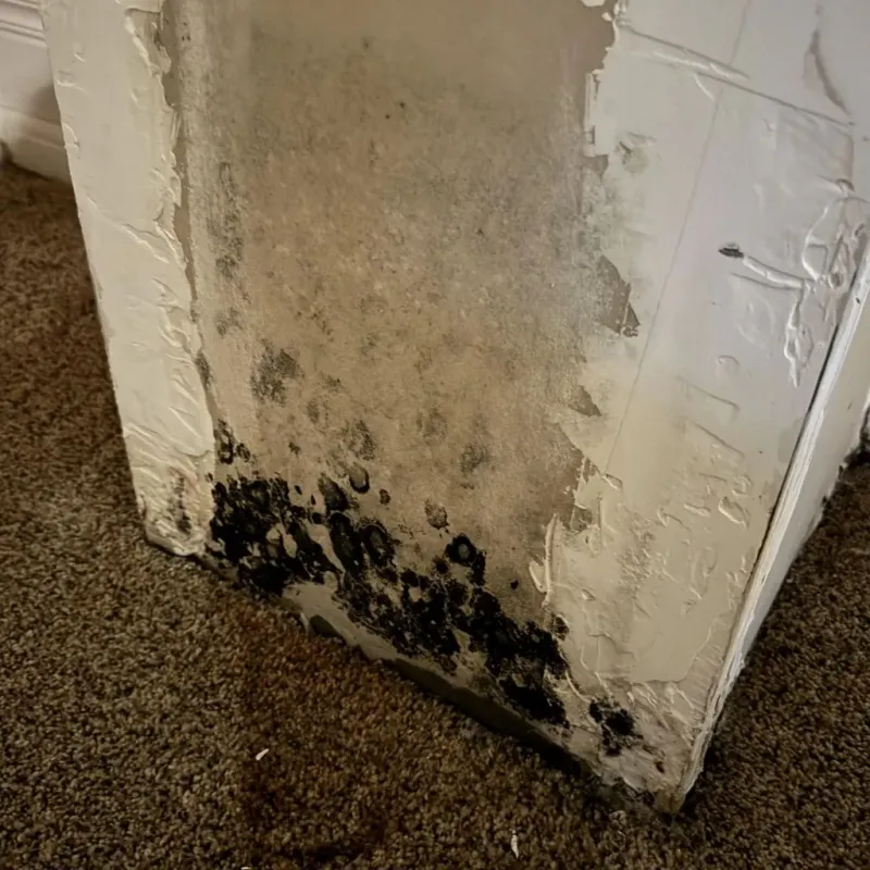 Professional Mold Removal in Cedar County, NE
